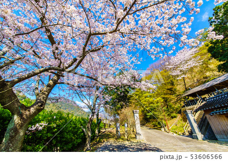 有田陶山神社の桜　【佐賀県】 53606566