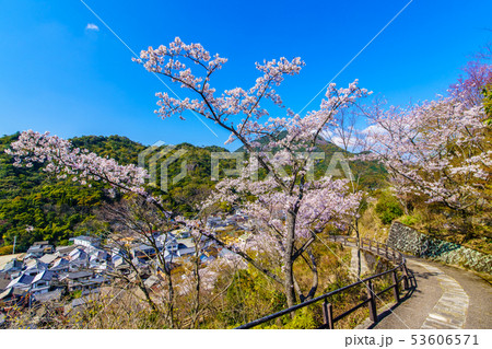 有田陶山神社の桜　【佐賀県】 53606571