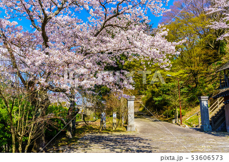 有田陶山神社の桜　【佐賀県】 53606573