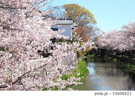 八幡掘りの桜 八幡掘りの桜 53606821