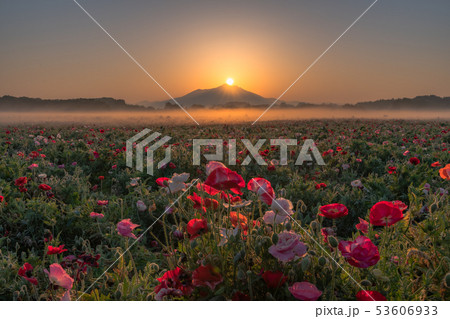 【ポピー】　小貝川ふれあい公園　【筑波山】 53606933