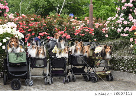 わんこの集合写真 53607115