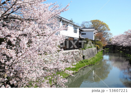 八幡掘りの桜 53607221