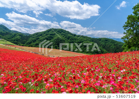 天空のポピー 天空のポピー 53607519