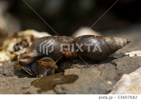 イソニナ 53607682