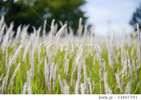 太陽の下で輝くチガヤ 53607701