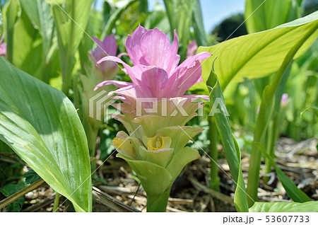 春ウコンの花 キョウオウの写真素材