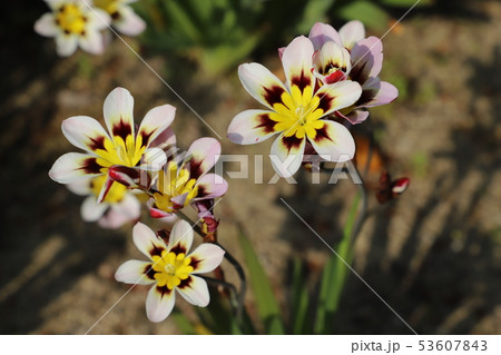 野に咲く花 スイセンアヤメ 野に咲く花 スイセンアヤメ 53607843