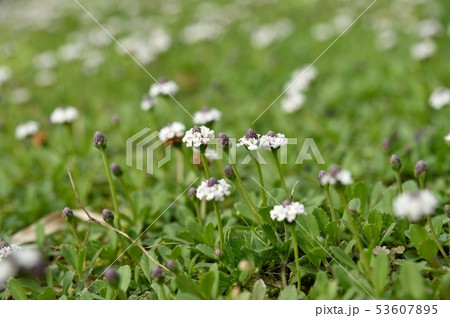 ヒメイワダレソウの花 53607895