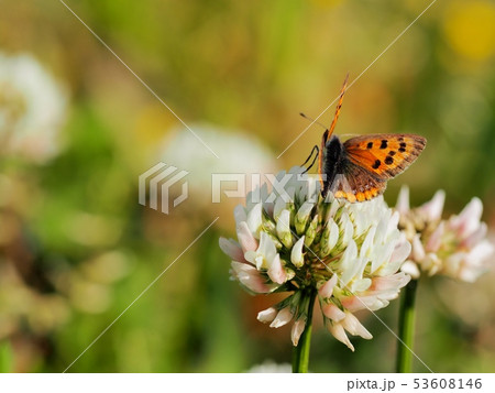 シロツメクサとベニシジミ シロツメクサとベニシジミ 53608146