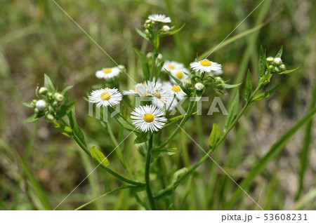 ヒメジオンの花 ヒメジオンの花 53608231