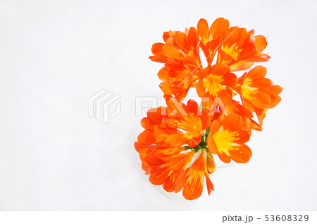 オレンジの花 オレンジの花 53608329