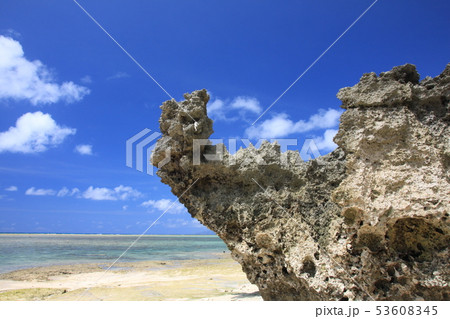 波照間島 浜シタン群落 波照間島 浜シタン群落 53608345