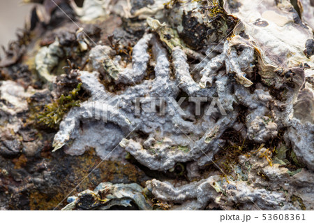 カンザシゴカイ 53608361