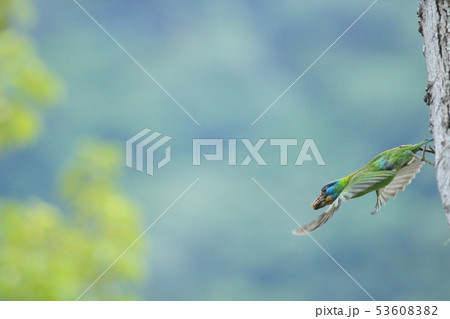 鳥 ハエ 飛行 53608382