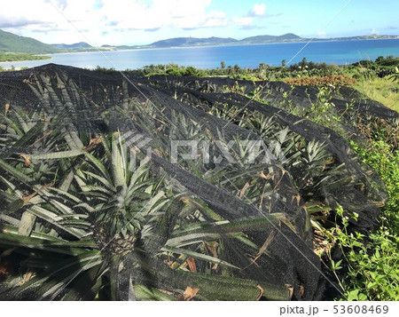 パイナップル畑 53608469