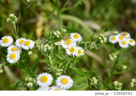 ヒメジオンの花 ヒメジオンの花 53608591