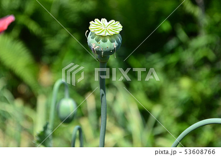 ケシの花 53608766