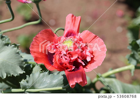ケシの花の写真素材