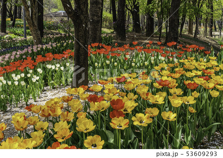 花 チューリップ 植物 53609293