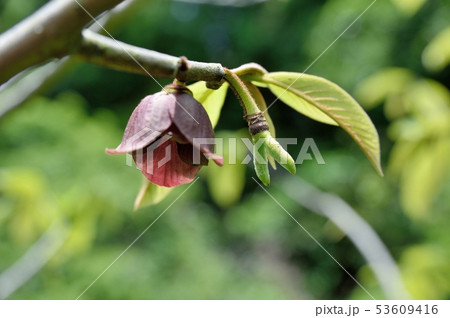 ポポーの花と若い実 53609416