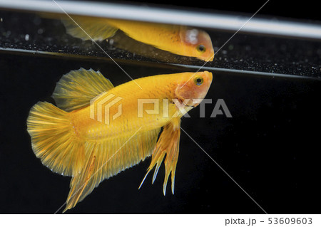 Fighting fish (Betta splendens) Fish with a 53609603