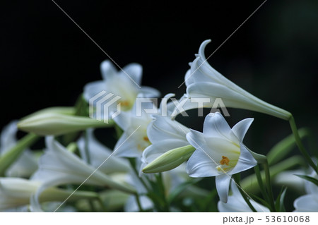 ゆり スカシユリ 透百合 53610068