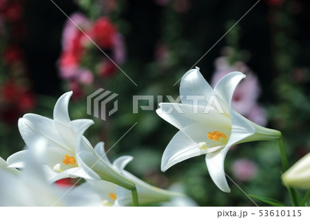 ゆり スカシユリ 透百合 53610115