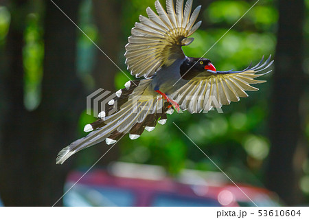 留鳥 鳥綱 飛ぶ 53610604