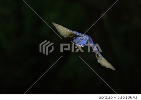 留鳥 鳥綱 飛ぶ 53610643