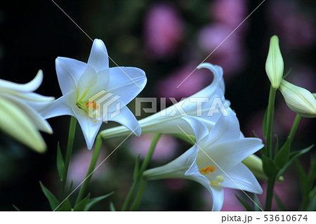 きれい 美しい 綺麗 53610674