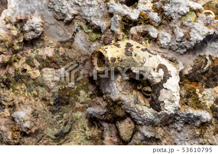 オオヘビガイ 53610795