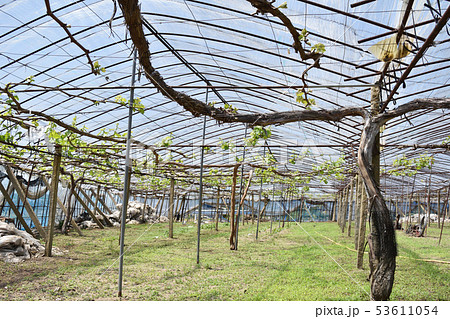 ぶどう園 4月20日 ぶどう園 4月20日 53611054