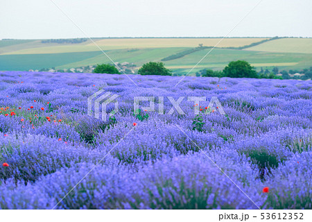 young woman stands back in the lavender flower 53612352