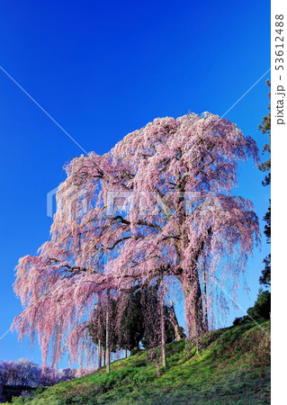 合戦場のしだれ桜 53612488