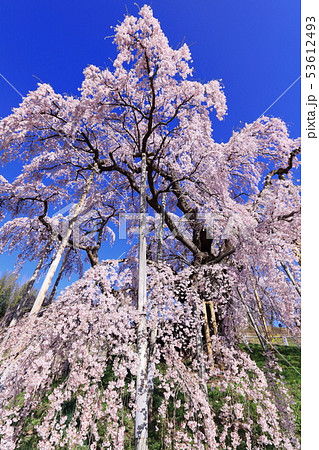 三春の滝桜 53612493