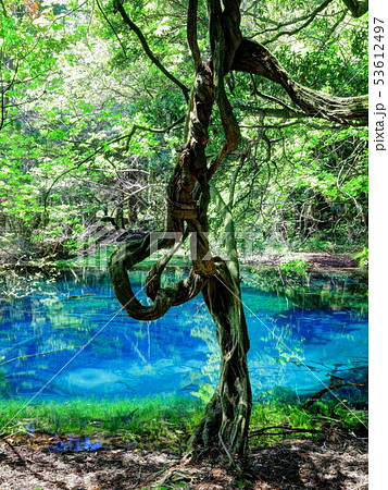 新緑に輝く丸池様 53612497