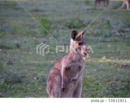 驚き 驚き 53612821