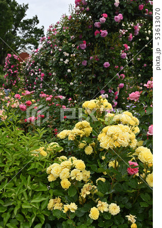 横浜・港の見える丘公園 横浜・港の見える丘公園 53613070