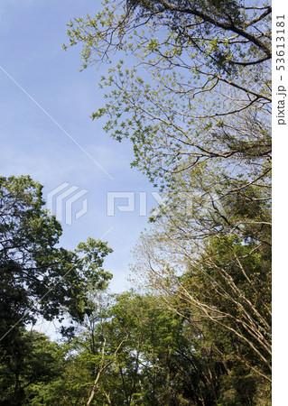 小網代の森（初夏） 53613181