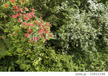 小網代の森（初夏） 53613196