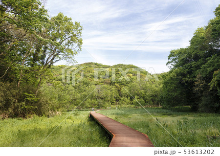 小網代の森(初夏) 小網代の森(初夏) 53613202