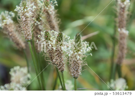 ヘラオオバコ 53613479