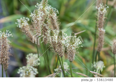 ヘラオオバコ 53613480