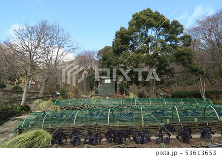 神戸布引ハーブ園~冬のよろこびの庭~ 神戸布引ハーブ園~冬のよろこびの庭~ 53613653