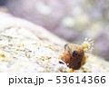 ナメダンゴウオ 53614366