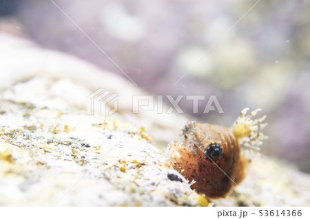 ナメダンゴウオ ナメダンゴウオ 53614366