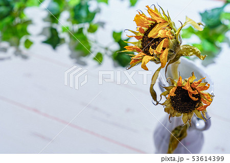 枯れた向日葵の花の写真素材