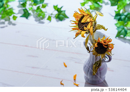 枯れた向日葵の花の写真素材