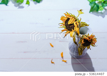 枯れた向日葵の花の写真素材